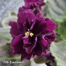 ЛФ-Ежевика